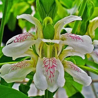 450px justicia adhatoda 002