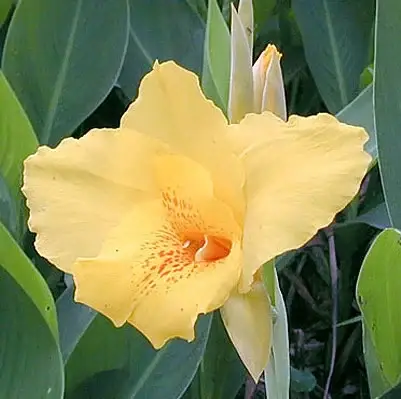canna x generalis golden