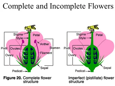 COMPLETE & INCOMPLETE FLOWER picture1