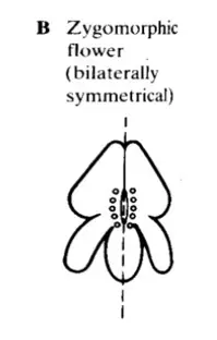 COMPLETE & INCOMPLETE FLOWER picture2