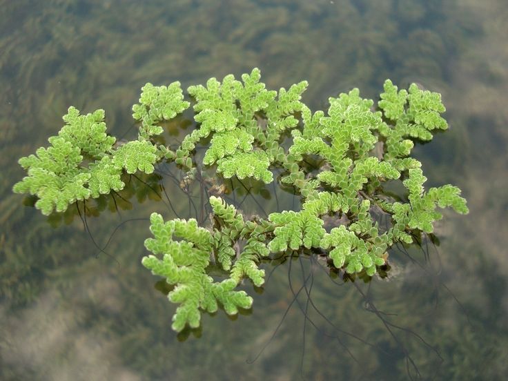 GENERAL CHARACTERISTICS OF PTERIDOPHYTA azolla pinnata