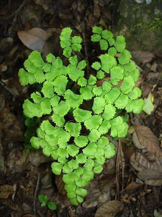 GENERAL CHARACTERISTICS OF PTERIDOPHYTA helecho chileno