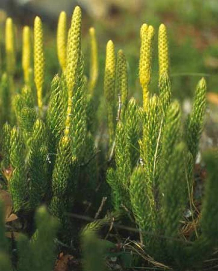 GENERAL CHARACTERISTICS OF PTERIDOPHYTA lycopodium clavatum (club moss)