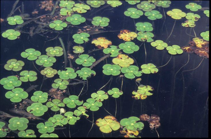 GENERAL CHARACTERISTICS OF PTERIDOPHYTA marsilea mutica australian plants society