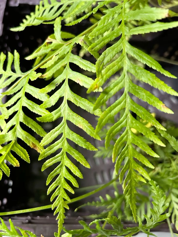 GENERAL CHARACTERISTICS OF PTERIDOPHYTA pteris tremula