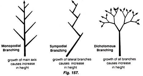GENERAL CHARACTERISTICS OF PTERIDOPHYTA branching types
