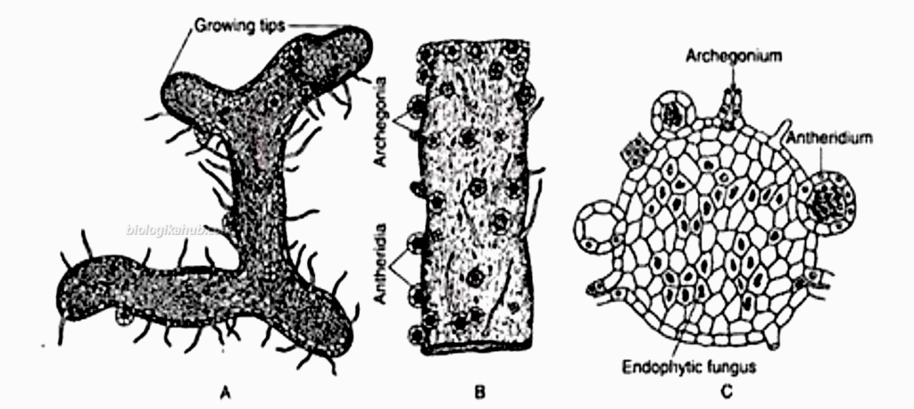 GENERAL CHARACTERISTICS OF Psilotum gammetophyte