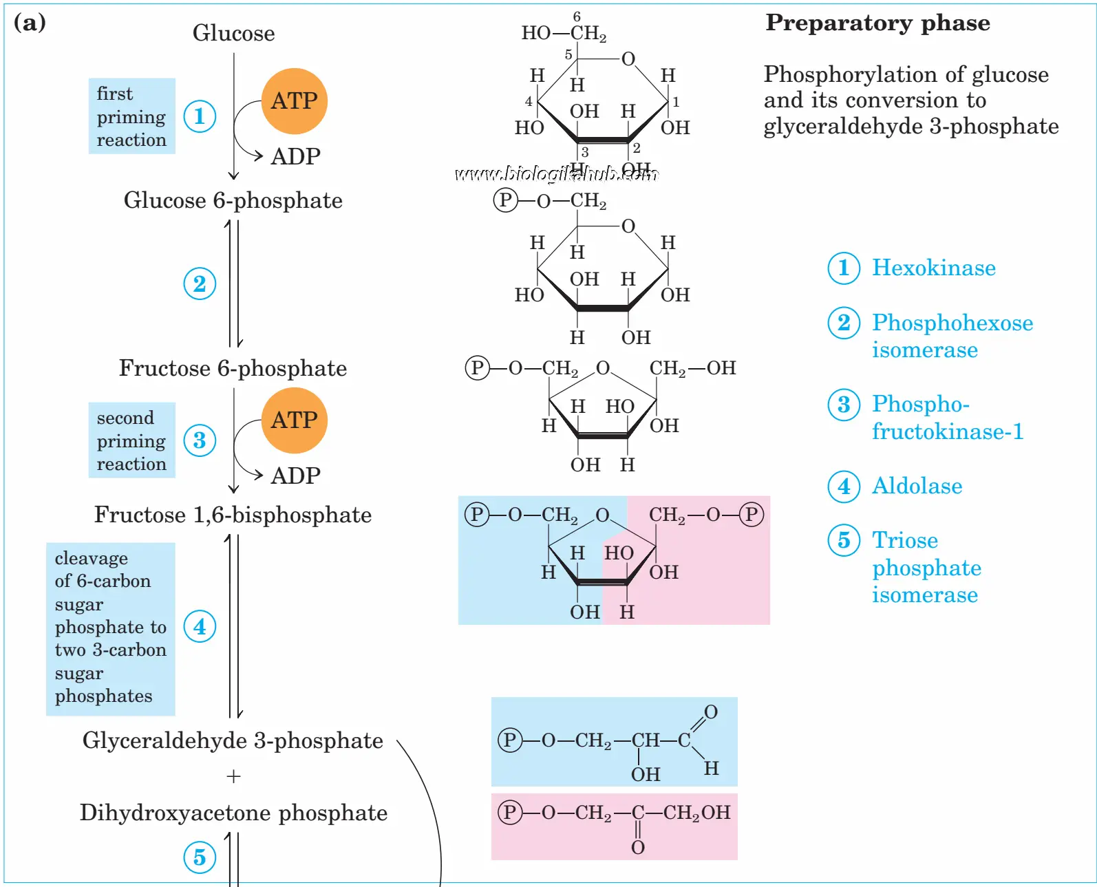 Preparatory (Investment) Phase -1