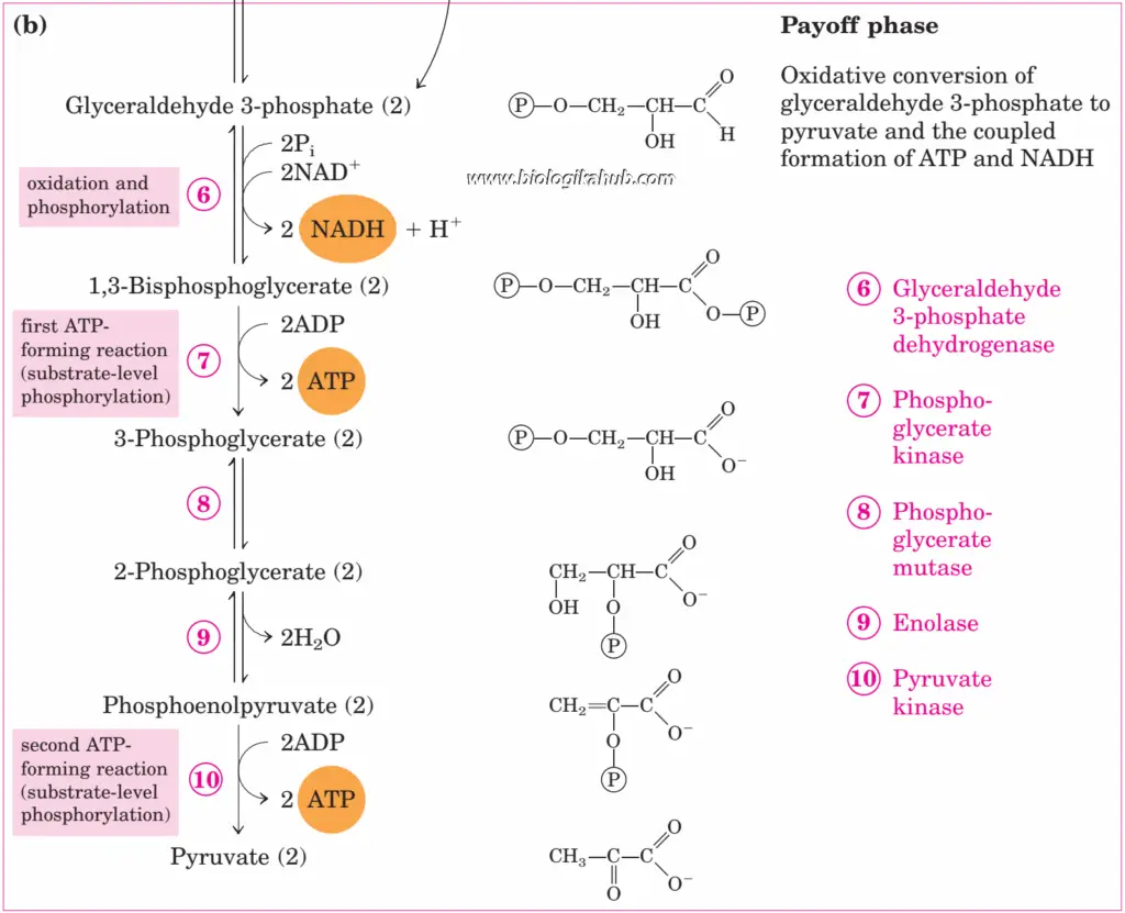 glycolysis pay of phase 