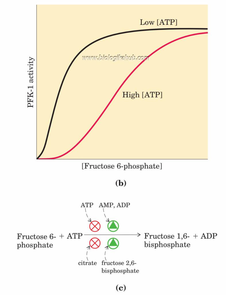 glycolysis 3 f6p regulation
