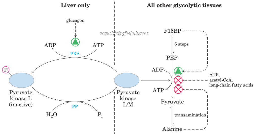 glycolysis 4 pk