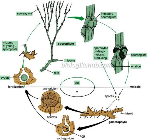 GENERAL CHARACTERISTICS OF Psilotum life cyvle