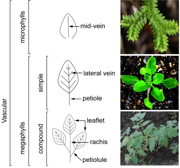 GENERAL CHARACTERISTICS OF PTERIDOPHYTA pic (1)