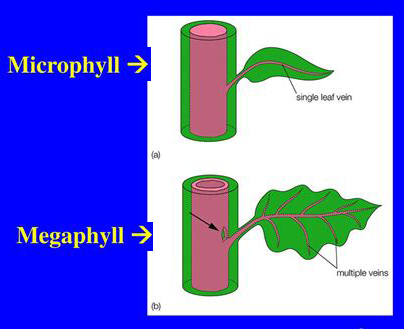 GENERAL CHARACTERISTICS OF PTERIDOPHYTA pic (10)