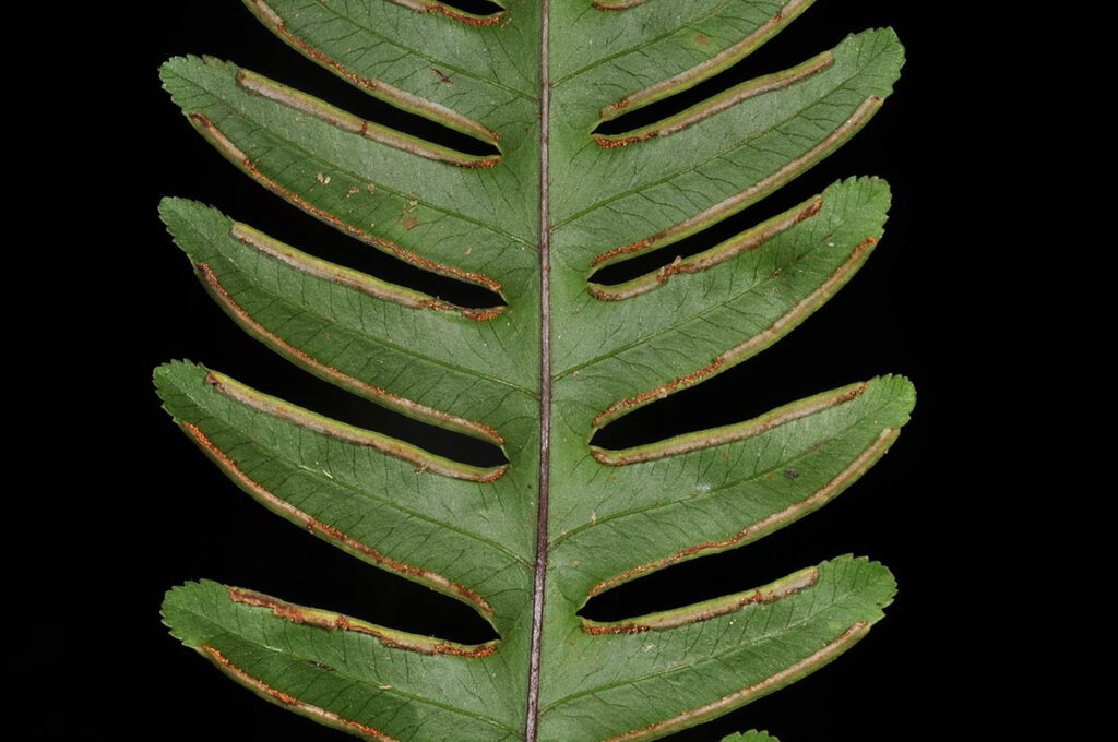 GENERAL CHARACTERISTICS OF PTERIDOPHYTA dsc 9375