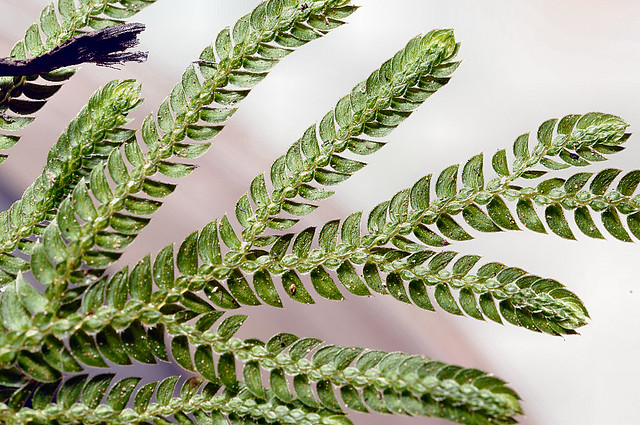 GENERAL CHARACTERISTICS OF PTERIDOPHYTA pic (13)