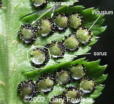 GENERAL CHARACTERISTICS OF PTERIDOPHYTA pic (14)