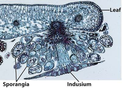 GENERAL CHARACTERISTICS OF PTERIDOPHYTA pic (15)
