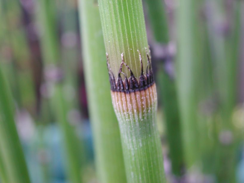 GENERAL CHARACTERISTICS OF PTERIDOPHYTA pic (3)