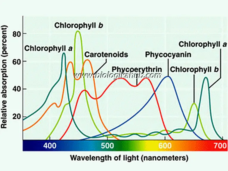 PHOTOSYNTHETIC PIGMENTS pictuer 1