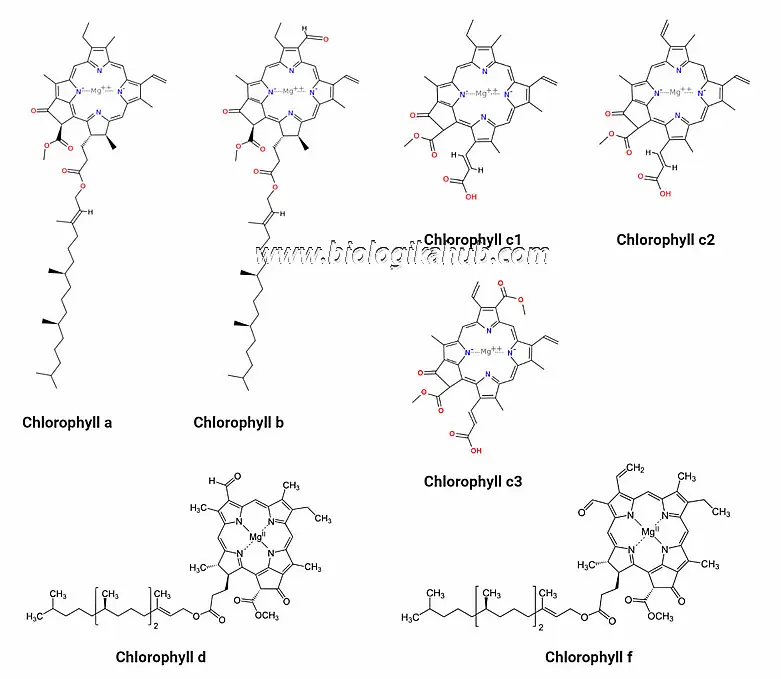 PHOTOSYNTHETIC PIGMENTS pictuer 2