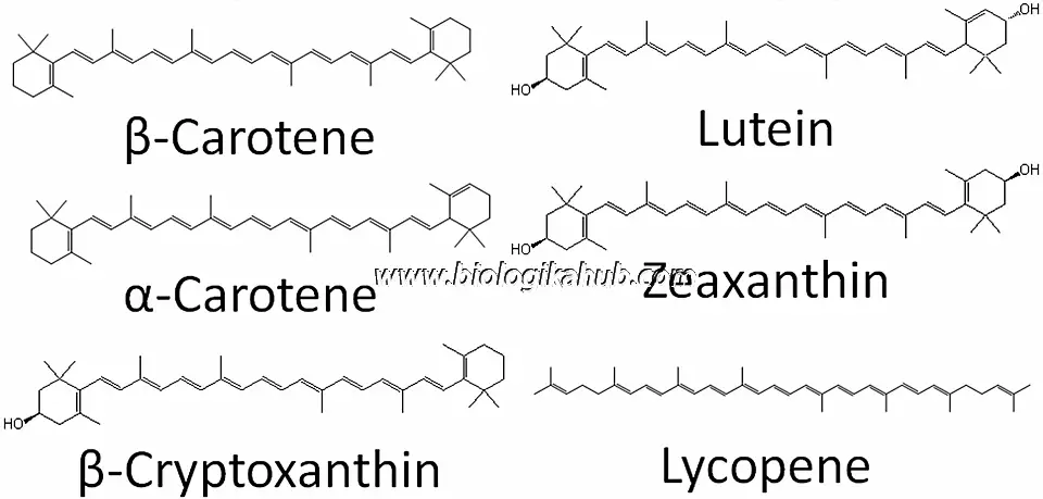 PHOTOSYNTHETIC PIGMENTS pictuer 3