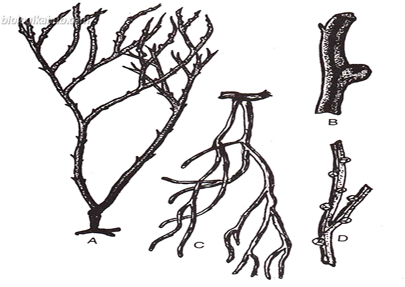 GENERAL CHARACTERISTICS OF Psilotum picture1