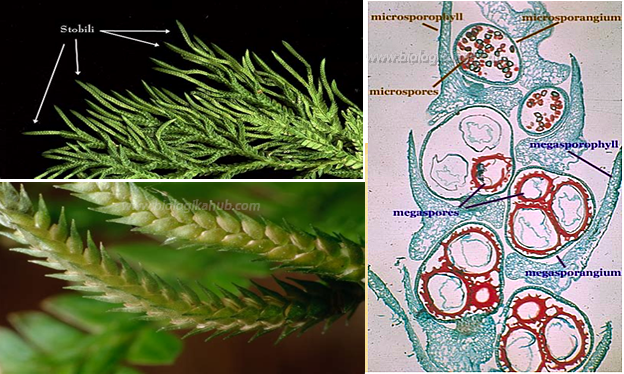 GENERAL CHARACTERISTICS OF PTERIDOPHYTA sybil 2