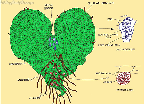 GENERAL CHARACTERISTICS OF PTERIDOPHYTA thalus
